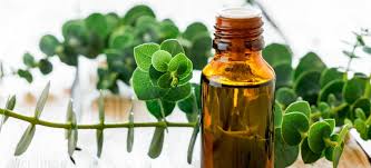 Health and Healing: How Does Eucalyptus Oil Help?