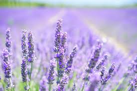 Health and Healing: How Does Lavender Help?