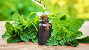 Health and Healing: How Does Peppermint Oil Help?